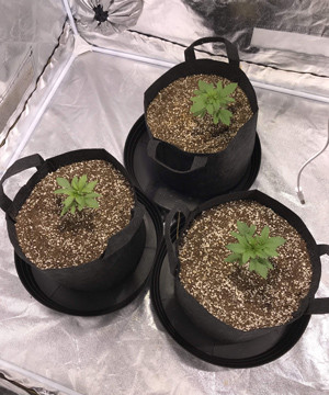 Третья неделя вегетации Третья неделя выращивания