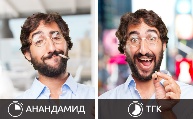 Влияние ТГК и анандамида Воздействие анандамида и ТГК