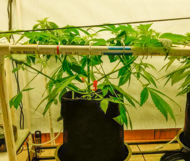 Куст Trainwreck Fast Version от Seedkeepers на 5 неделе