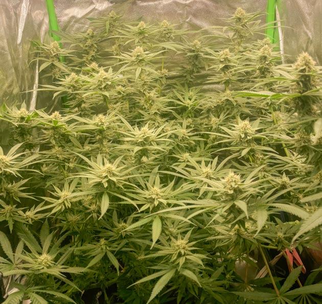 Активное созревание и сладкий, дизельный запах конопли Куст Fullgas от GHS на 9 неделе развития
