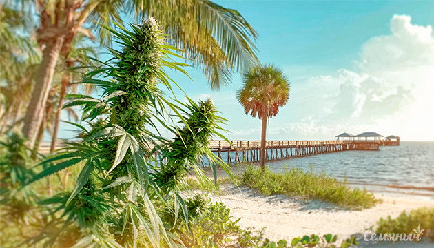 Bubba Kush: cорт с происхождением и характером Мощный сорт каннабиса Bubba Kush