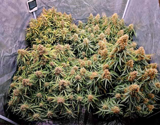 Конопля на 11 неделе роста