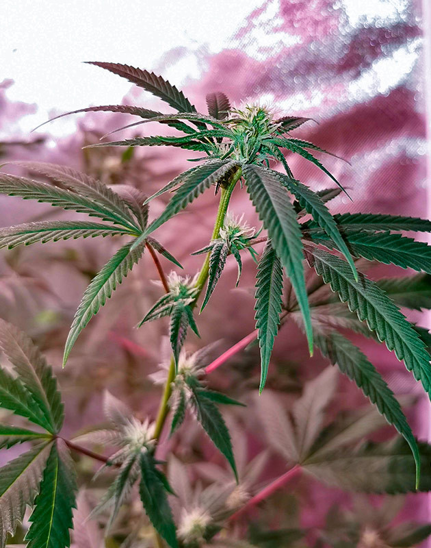 Формирование шишек Куст Gorilla Glue на 12 неделе выращивания