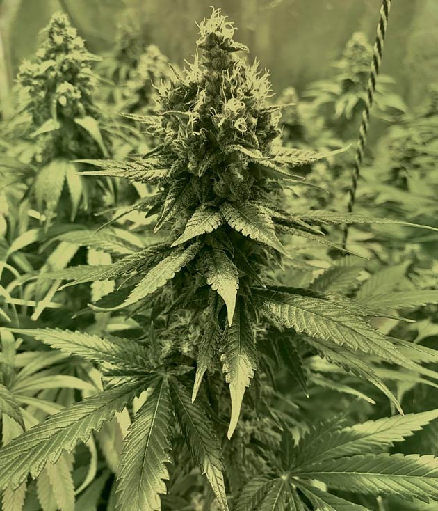 Полив марихуаны чистой водой Восьмая неделя цветения конопли