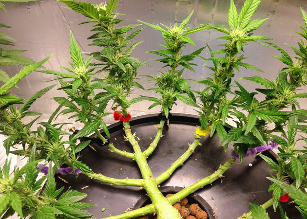 Добавление удобрений на 10 неделе Ветви Gorilla Glue Auto на 10 неделе