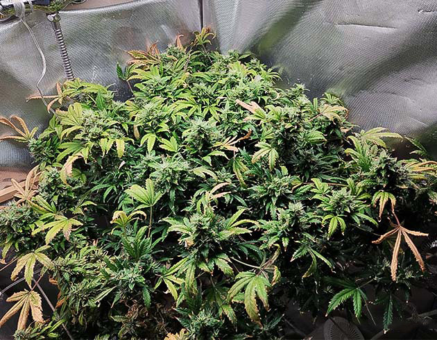 Промывка и харвест конопли Куст перед харвестом