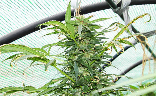 Девятнадцатая неделя роста Крупный бутон на верхней коле