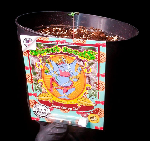 Проращивание Sweet Cherry Pie Проращивание семян конопли Sweet Cherry Pie