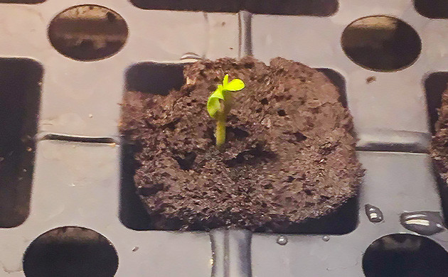 Проращивание семени Hawaii Maui Waui Росток в органическом кубе