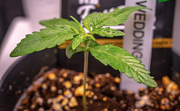 Растение Wedding Cheesecake Auto на 2 неделе выращивания Индорное выращивание сорта Wedding Cheesecake Auto