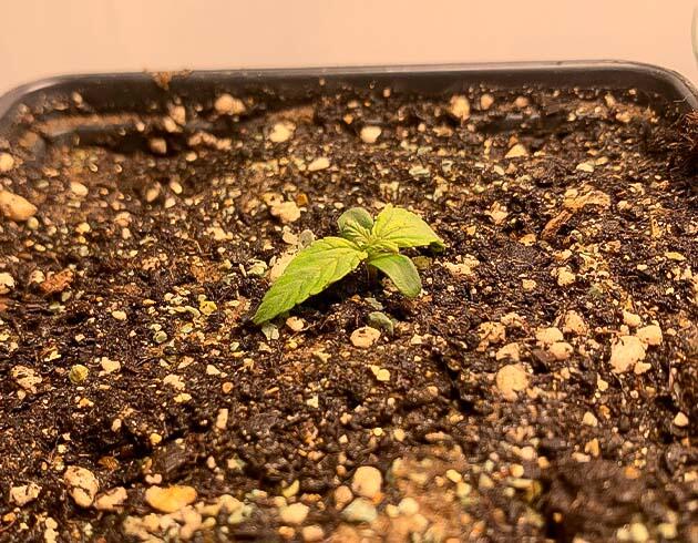 1 неделя роста конопли Росток сорта Cream Cookies Auto