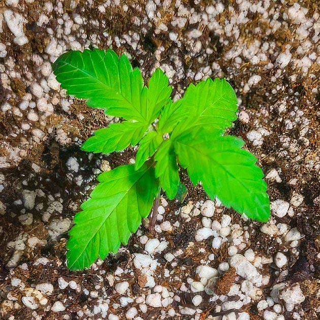 Росток White Wedding RBX на 3 неделе выращивания