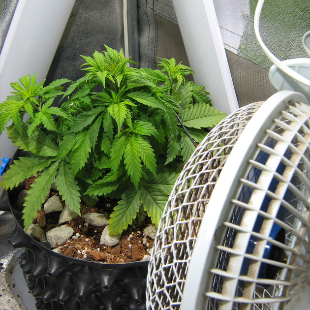 Фимминг на 22 день Обрезка конопли