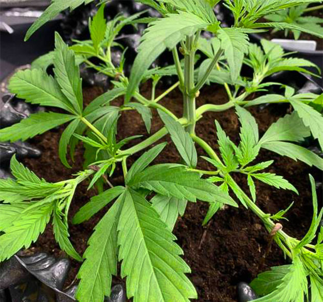 Auto Mokum’s Tulip: подготовка к цветению Auto Mokum’s Tulip: начало предцвета