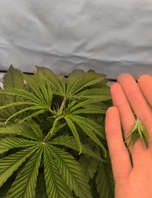 Топпинг конопли Куст после топпинга