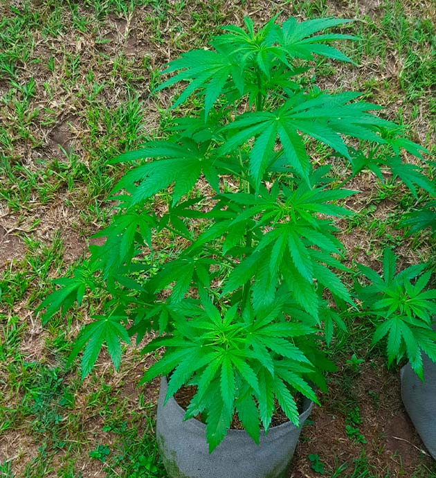 Непогода на 6 неделе Куст конопли после дождя