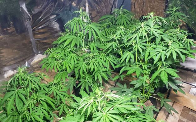 Проверка растений Мимоза Шот на плесень Mimosa Shot: калибровка pH-метра