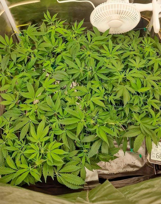 Смена режима освещения Кусты Poddy Mouth на 9 неделе развития