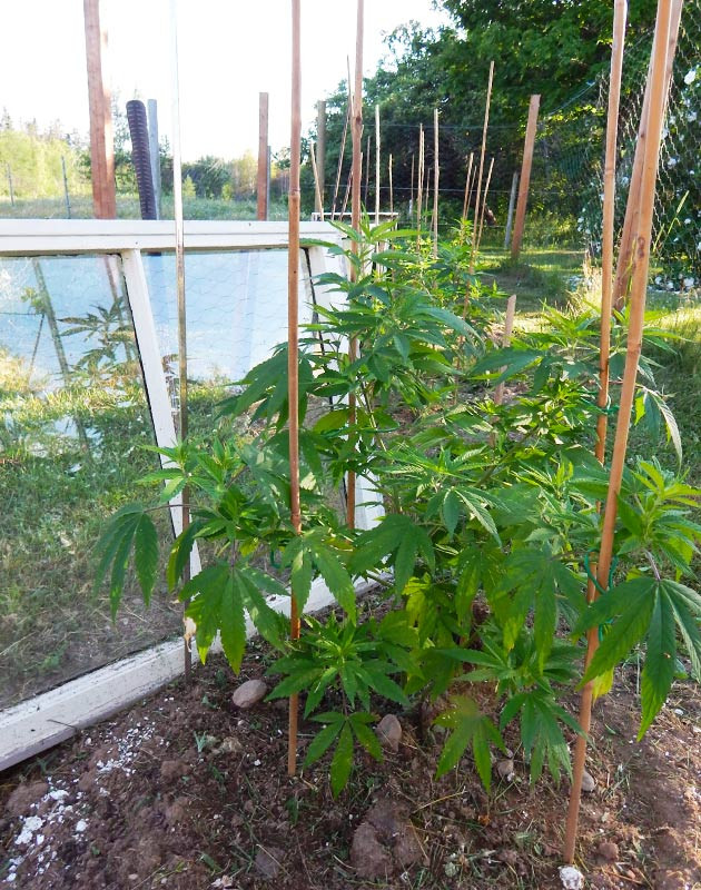 Первая неделя аута для клона Куст конопли в ауте огражденный от ветра