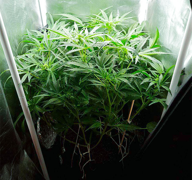 Стимуляция цветения сорта Auto Cinderella Jack Лолипоппинг растения Auto Cinderella Jack