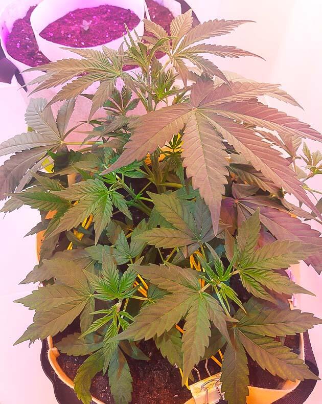 Подкормка и растяжка марихуаны Куст конопли на 4 неделе роста