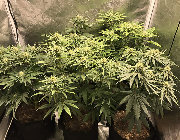 Полив конопли простой водой на 8 неделе Цветущие кусты Chemical Bride