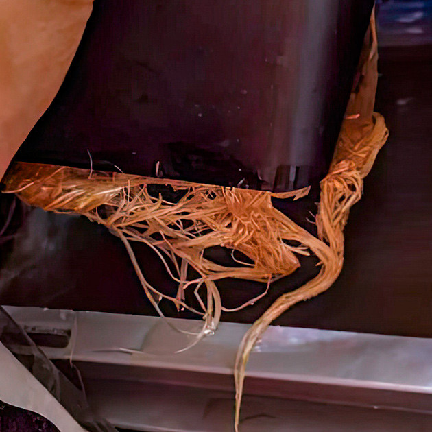 Потемнение корней каннабиса Кусты Bruce Banner #3 на 8 неделе выращивания