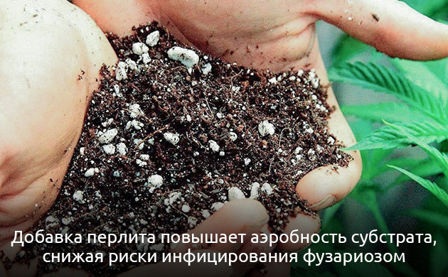 Выращивание в аэробной почве Добавка перлита в почву