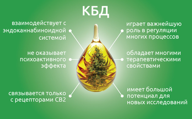 Каннабидиол и эндоканнабиноидная система Роль КБД в организме
