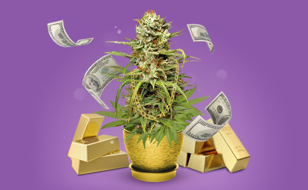 Дорогие семена конопли Дорогая конопля