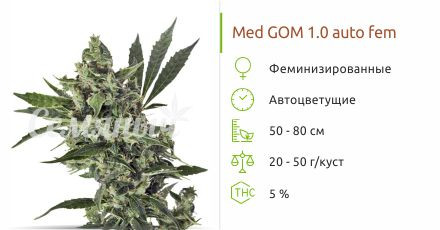 Сорт конопли Med GOM 1.0 auto Med GOM 1.0 auto fem (Grass-O-Matic)