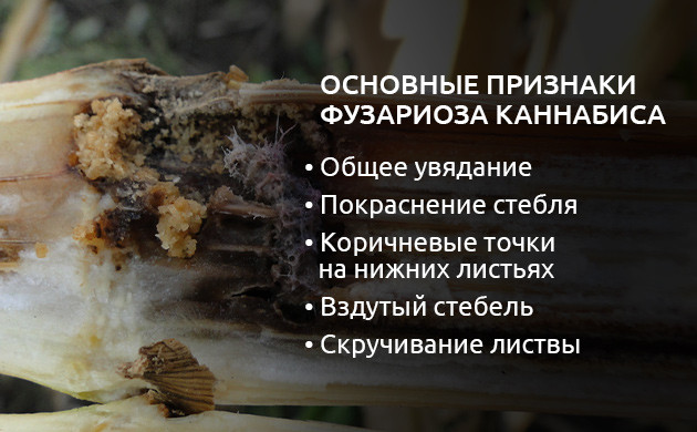 Причины возникновения фузариоза Признаки фузариоза каннабиса