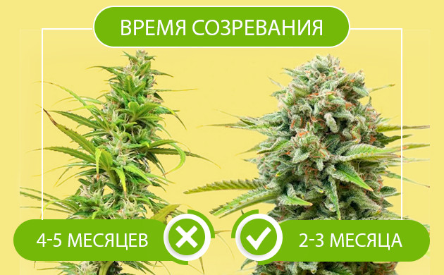 Время созревания сативы и индики Время созревание сативы 4-5 месяцев и индики 2-3 месяца