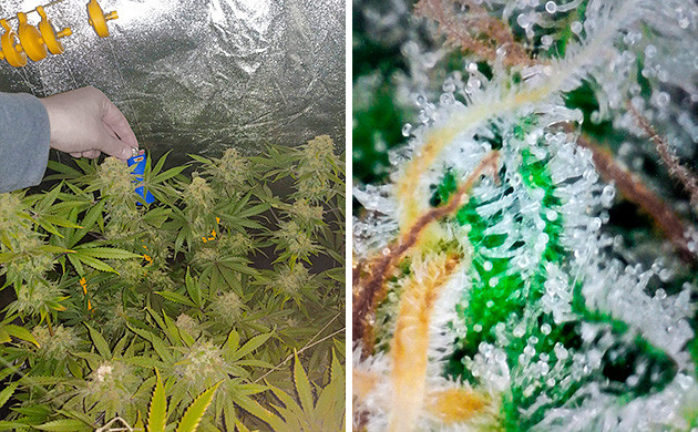 Созревшие шишки конопли 12 неделя выращивания Tutankhamon