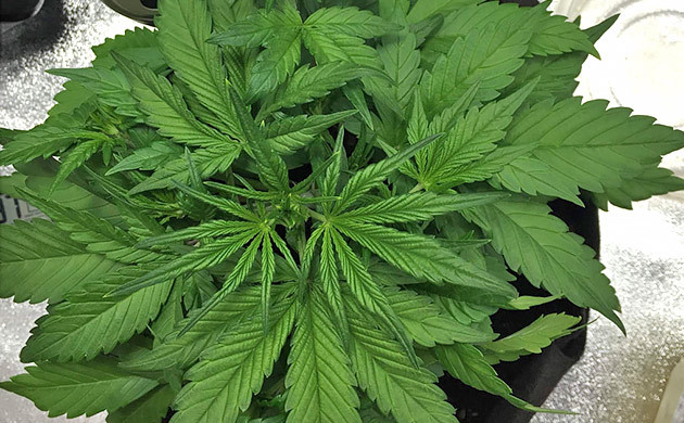 Конец стадии вегетации Рост каннабиса на 4 неделе выращивания 30 см