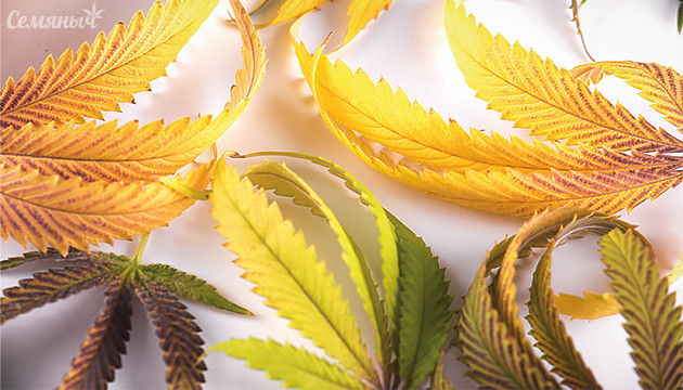 Болезни листьев