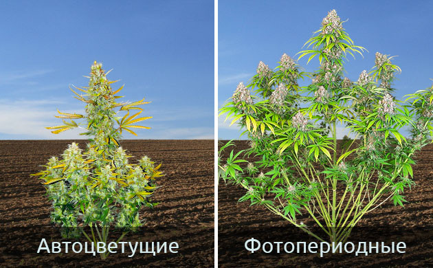 Выбор сорта для выращивания большой марихуаны Генетики больших растений марихуаны