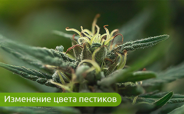 Цвет пестиков: индикатор опыления Как цвет пестиков помогает определить опыление?