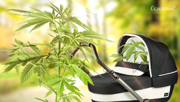 Материнское растение конопли
