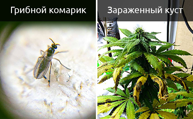 Заражение куста грибных комариком Грибной комарик и последствия его появления