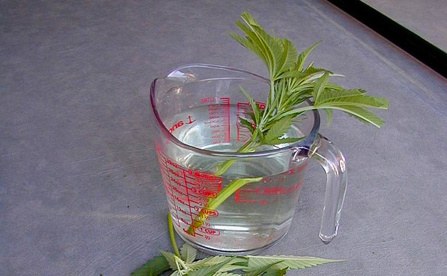 Стимуляция корнеобразования клонов Стимуляция корнеобразования черенков