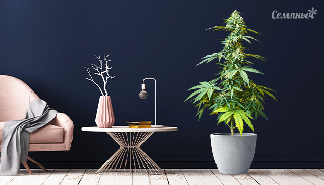 Первый гров в индоре Каннабис в интерьере
