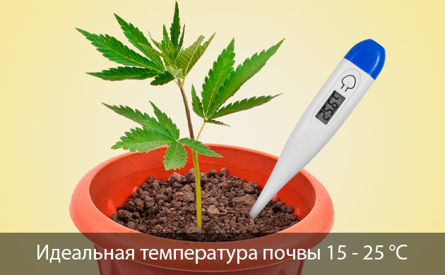 Дефицита калия из-за низкой температуры почвы Почему возникает нехватка калия у конопли