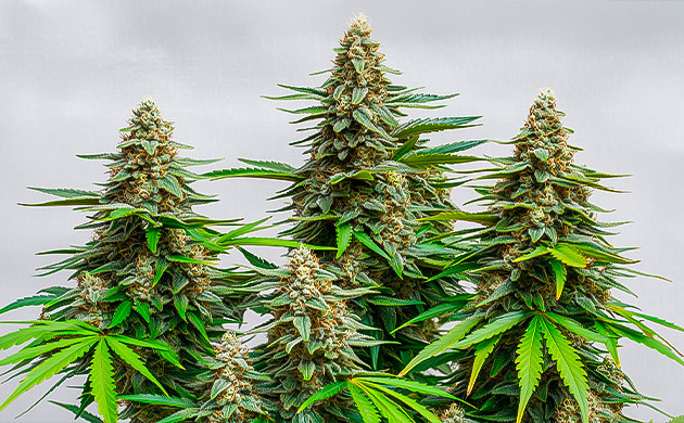 Особенности выращивания сорта Mazar Советы по культивации Mazar для гроверов