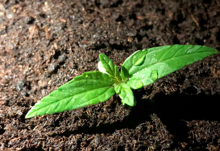 Росток Pineapple Express auto Первая пара листьев Pineapple Express Auto