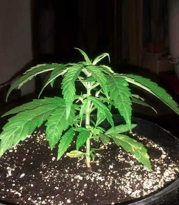 Выращивание Pineapple Express auto в аутдоре 7 недельный куст Pineapple Express Auto в горшке