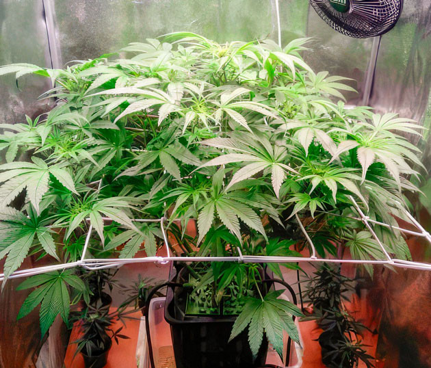 Цветение каннабиса Куст Auto Orange Bud на 7 неделе выращивания