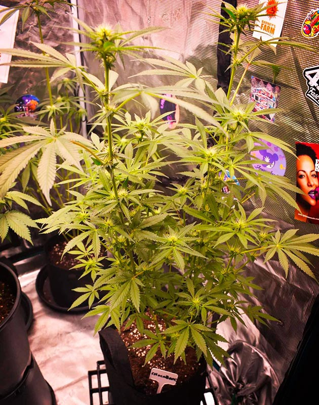 Цветение на 10 неделе Цветущий Chocobang в боксе