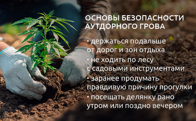 Безопасность при аутдор-выращивании каннабиса: ключевые принципы Конопля в естественной среде вдали от жилых зон