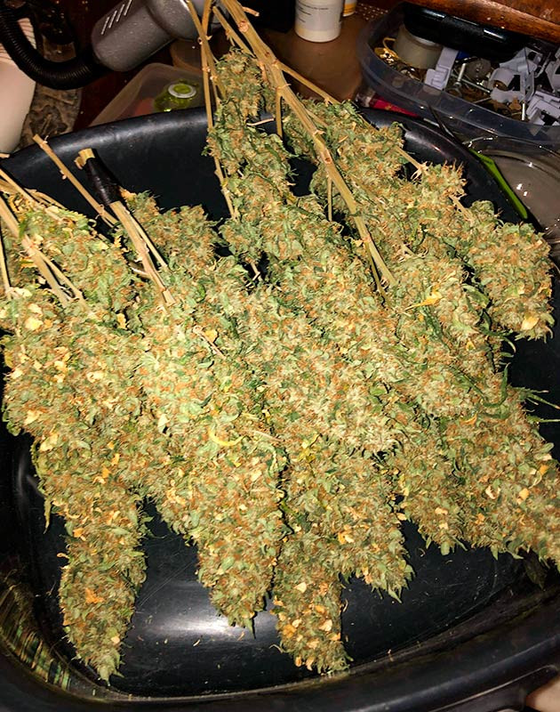 Новые условия в новой палатке: изменения в микроклимате для Wedding Gelato Микроклимат в новой палатке: температура, влажность и освещение